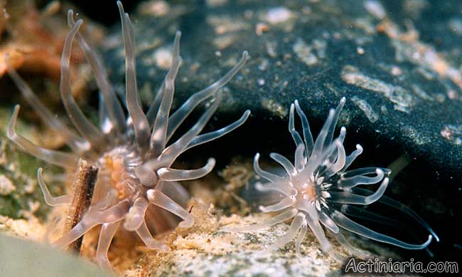 Представитель Семейства Condylanthidae